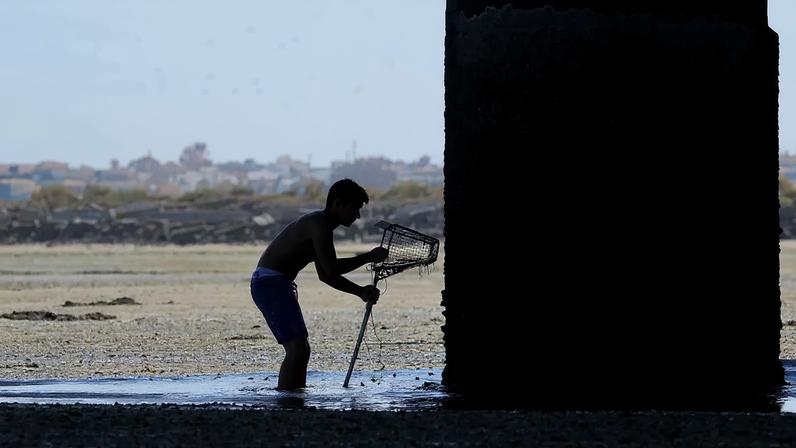 Em janeiro, a Direção-Geral de Recursos Marítimos proibiu a apanha de amêijoa-japonesa
