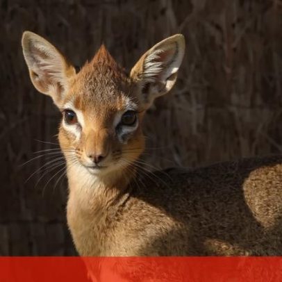 Zoológico britânico celebra nascimento de uma das menores antílopes do mundo
