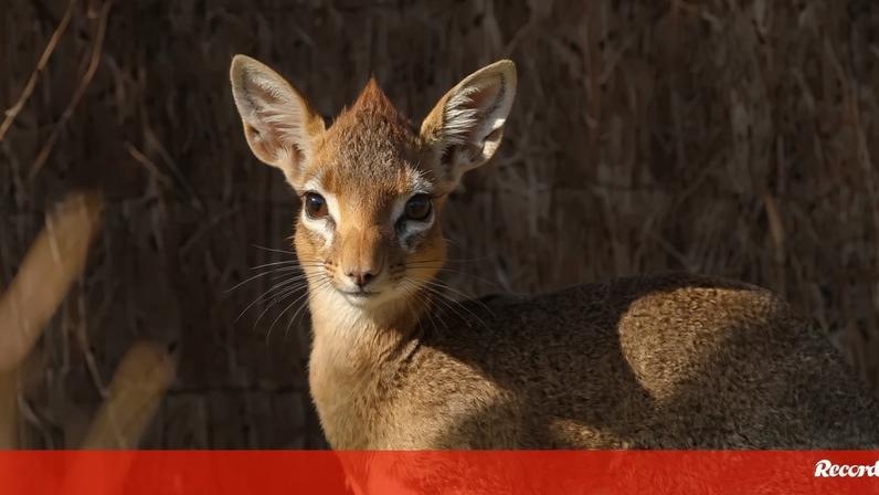 Zoológico britânico celebra nascimento de uma das menores antílopes do mundo