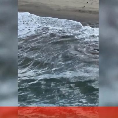 Pescador de 20 anos resgata tubarão branco na Califórnia