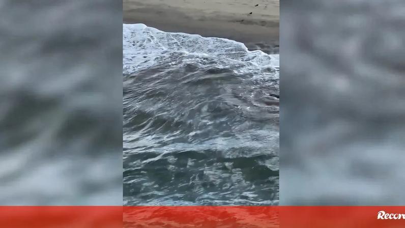 Um jovem pescador de 20 anos resgatou, quarta-feira, um tubarão branco que ficou preso no anzol da sua cana de pesca em Hermosa Beach, no estado norte-americano da Califórnia.