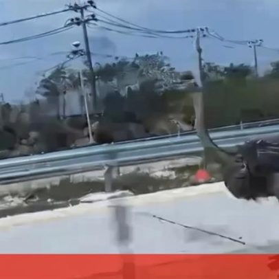 Avestruz foge de café e é apanhado 15 km depois na autoestrada