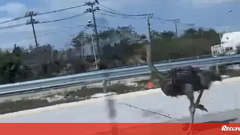 Avestruz foge de café e é apanhado 15 km depois na autoestrada