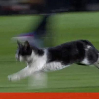 Gato invade o relvado e E-Amadora-Sporting é interrompido brevemente