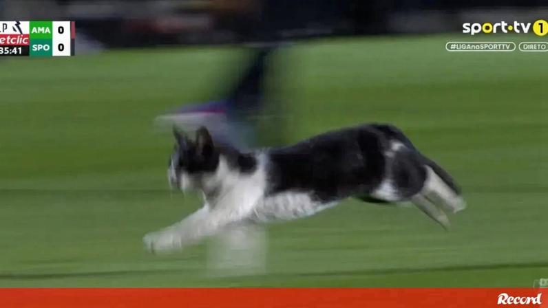 Gato invade relvado no E-Amadora-Sporting
