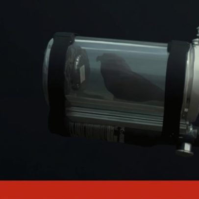 Papagaio filmado no fundo do mar em mini-submarino artesanal