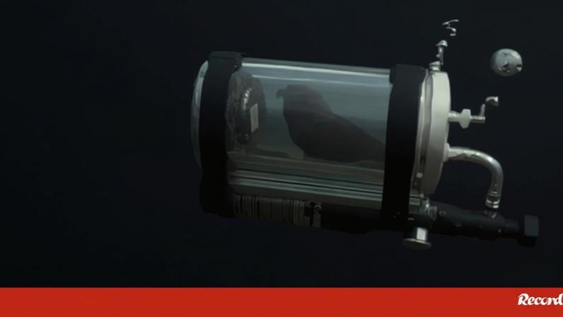 Papagaio filmado no fundo do mar em mini-submarino artesanal