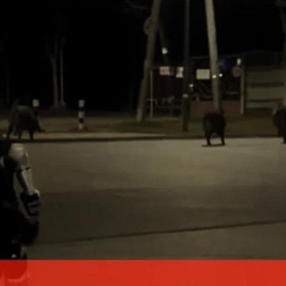 Robô humanoide persegue javalis na Polónia e notícia viraliza