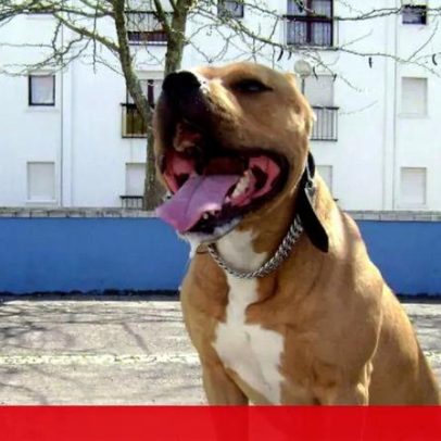 Homem perde a orelha após ataque do próprio cão pitbull