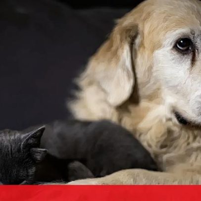 União Europeia atualiza regras para circulação de animais de estimação