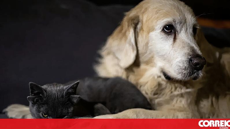 Animais de estimação