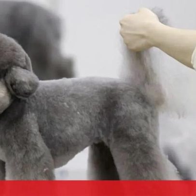 Japão sedia feira onde cães são transformados em obras de arte