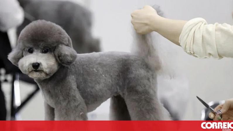 Japão sedia feira onde cães são transformados em obras de arte