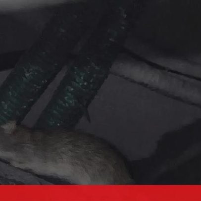 Infestação de ratos nos tetos da esquadra da PSP em Vila Nova de Gaia