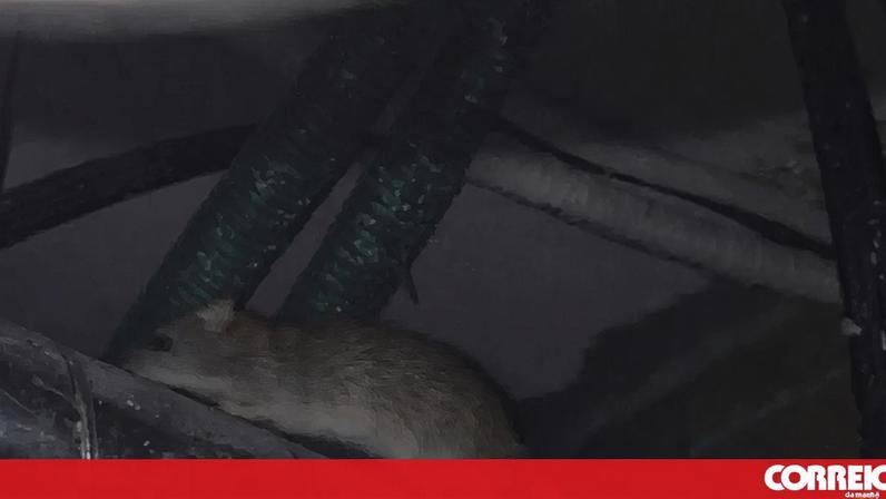 Rato em tubagem de esquadra da PSP revela infestação