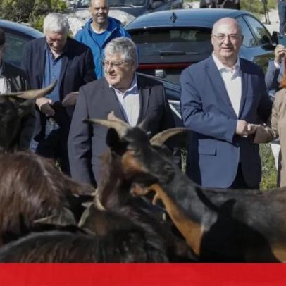 30 milhões de euros para atrair novos pastores e aumentar rebanhos