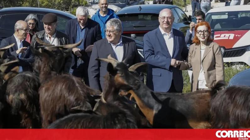 30 milhões de euros para atrair novos pastores e aumentar rebanhos
