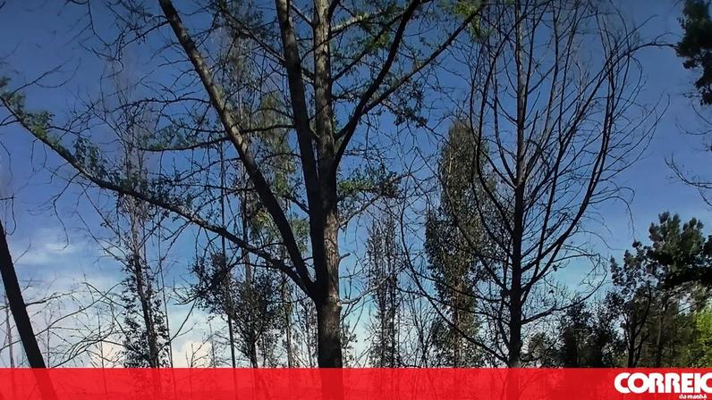 Acidente entre quatro carros deixa 11 feridos em Felgueiras