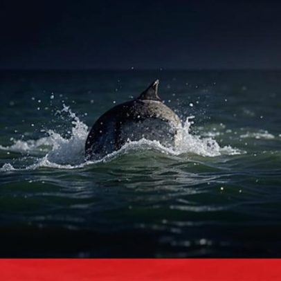 Golfinhos visitam o Tejo e são avistados em Belém