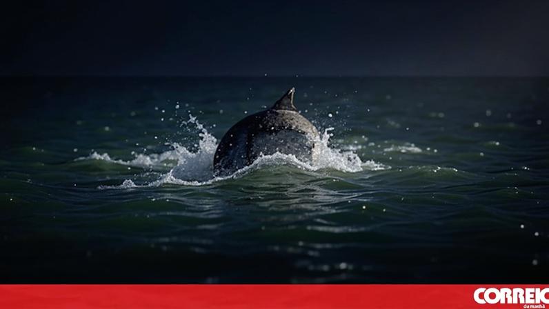 Golfinhos visitam o Tejo e são avistados em Belém