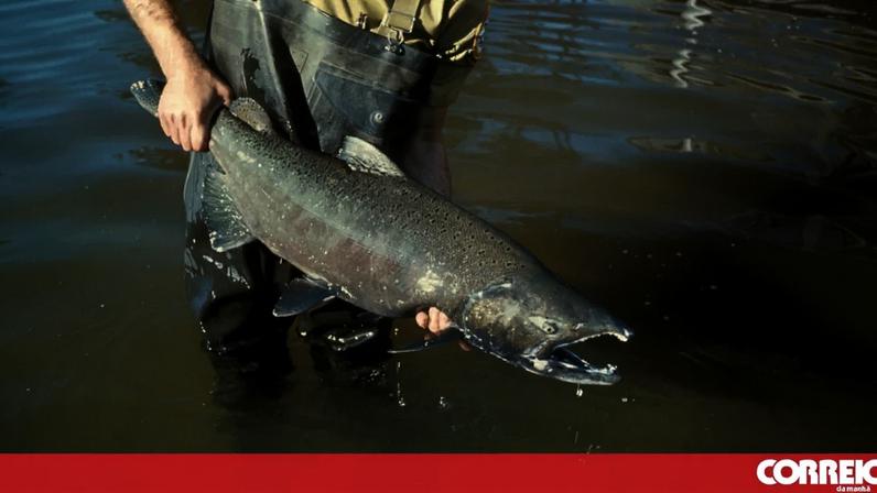 Restos de cocaína nos esgotos tornam salmões hiperativos na Suécia