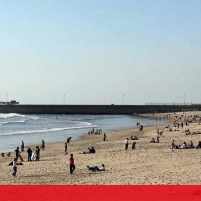 Matosinhos recruta águias para afastar gaivotas e garantir banhos de verão