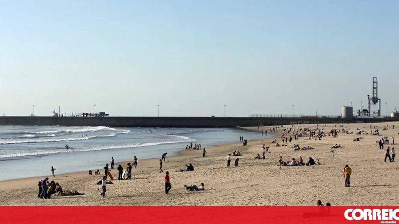 Matosinhos recruta águias para afastar gaivotas e garantir banhos de verão
