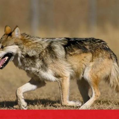 ICNF admite atrasos no pagamento de indemnizações por ataques de lobos