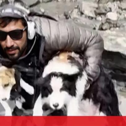 Cadela perdida em floresta na Nova Zelândia resgatada de helicóptero