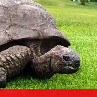 Tartaruga mais velha do mundo continua viva após rumores de morte