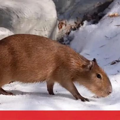 Capivaras exploram neve no recinto do Jardim Zoológico de Moscovo