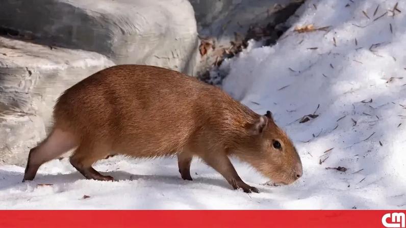 Capivaras exploram neve no recinto do Jardim Zoológico de Moscovo