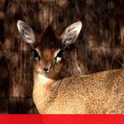 Zoológico celebra nascimento de uma das menores antílopes do mundo