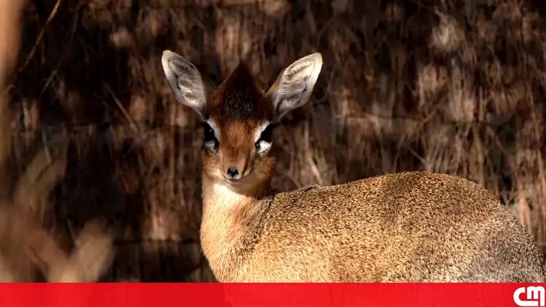 Zoo celebra nascimento de uma das mais pequenas antílopes do mundo