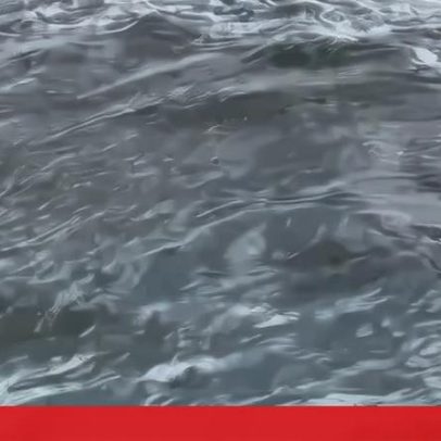 Jovem pescador de 20 anos resgata tubarão-branco na Califórnia