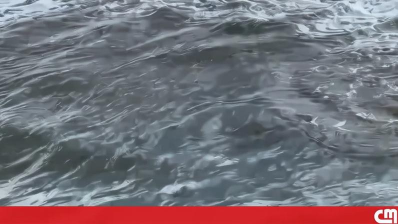 Pescador de 20 anos resgatou um tubarão branco que ficou preso no anzol da sua cana de pesca em Hermosa Beach, no estado norte-americano da Califórnia. O incidente aconteceu na quarta-feira.