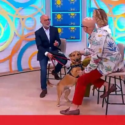 Oeiras cria selo verde para o espaço amigo do animal