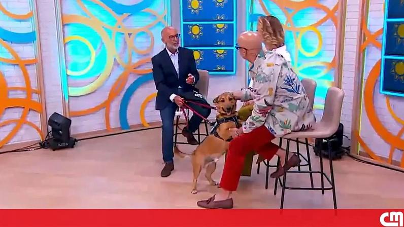 Oeiras cria selo verde para o espaço amigo do animal