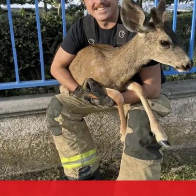 Bombeiros resgatam veado preso em vedação no domingo de Páscoa