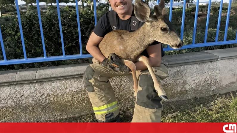 Bombeiros resgatam veado que ficou preso em vedação no domingo de Páscoa