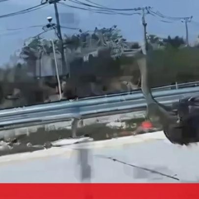 Avestruz foge de café e é apanhado na autoestrada a 15 km