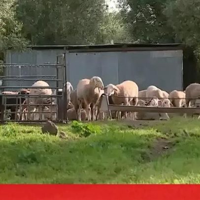 Agropecuária sofre com alta de preços devido ao conflito no Médio Oriente