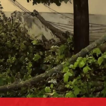 Árvore de grande porte cai junto ao Cemitério dos Prazeres em Lisboa