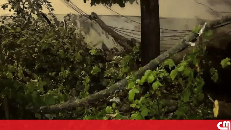 Árvore de grande porte cai junto ao Cemitério dos Prazeres em Lisboa