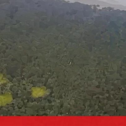 Imagens mostram destroços de avião após queda na selva brasileira