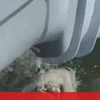 Peixe-boi surpreende polícia ao aproximar-se de barco para beber água nos EUA