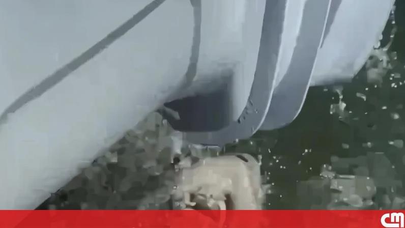 Imagem do manatim na Florida