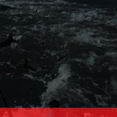 Pescador fica cercado por tubarões na costa dos EUA