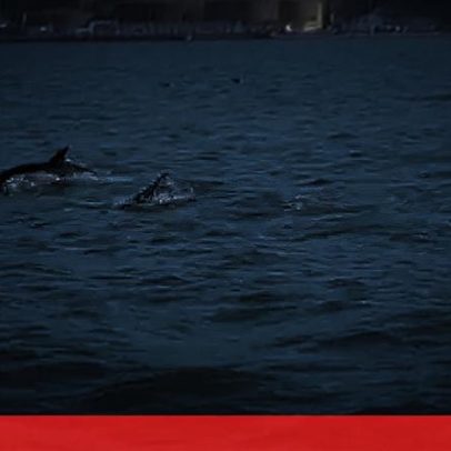 Golfinhos avistados no Tejo, em Belém