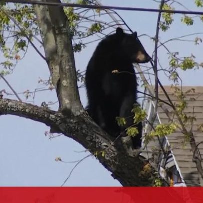 Polícia resgata urso preso numa árvore em Nova Iorque